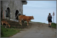 In de bergen lopen ze los