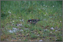 een mooi gekleurd vogeltje