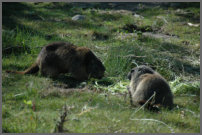 iets groter dan onze marmotten