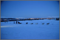 de sledetocht met Huskeys