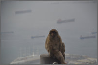 de beroemde GIBRALTAR aap