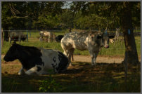 Schaduw geeft verkoeling