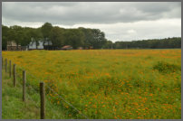 onderweg een bloemenpracht