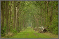 het bos