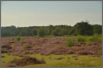 Je verwacht geen heide in Zeeland